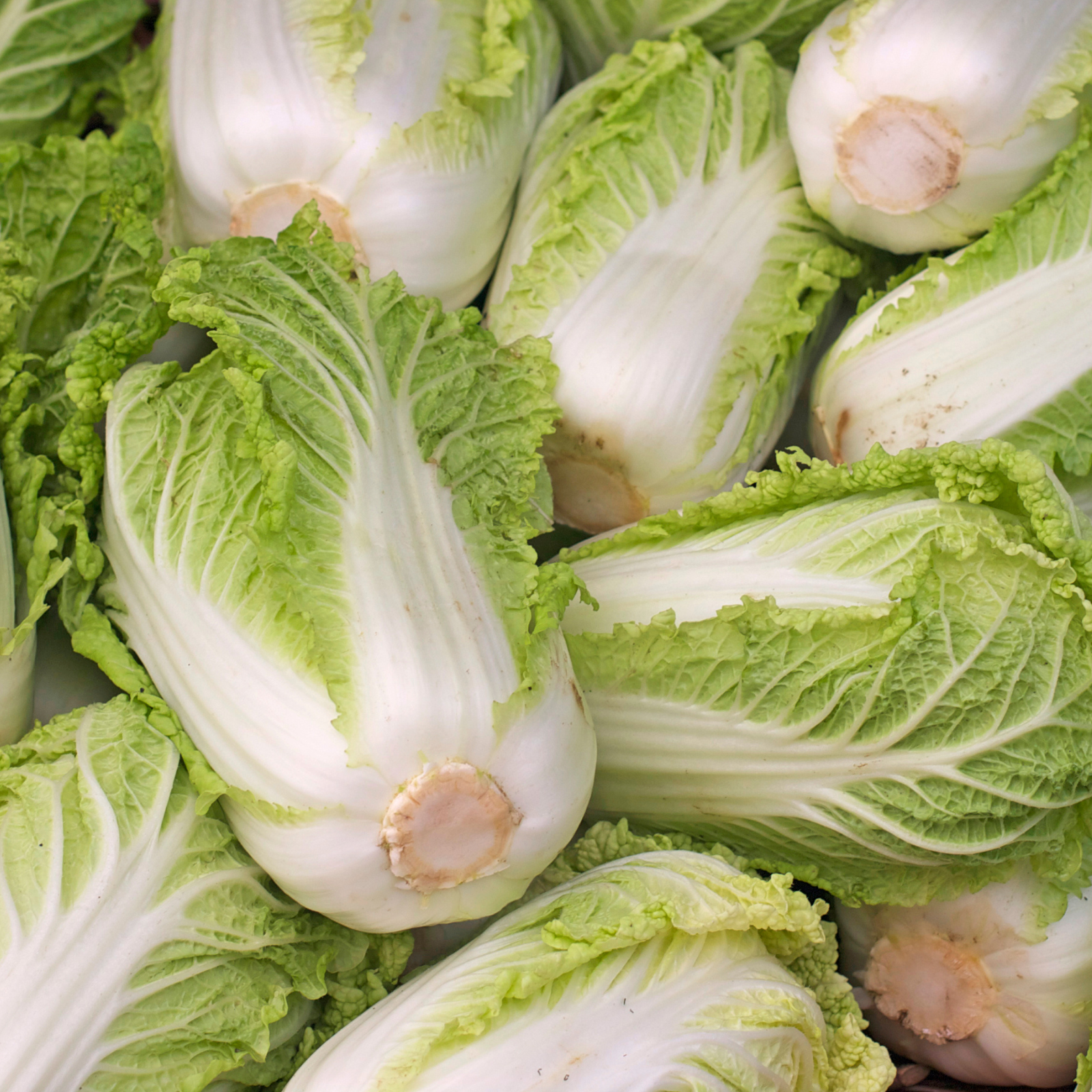 BIO Ķīnas kāposts